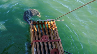 En Lituanie, une op&eacute;ration pour sauver les phoques menac&eacute;s par la fonte de la banquise 