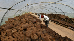 Una start-up tunecina convierte el alperujo de las olivas en energ&iacute;a