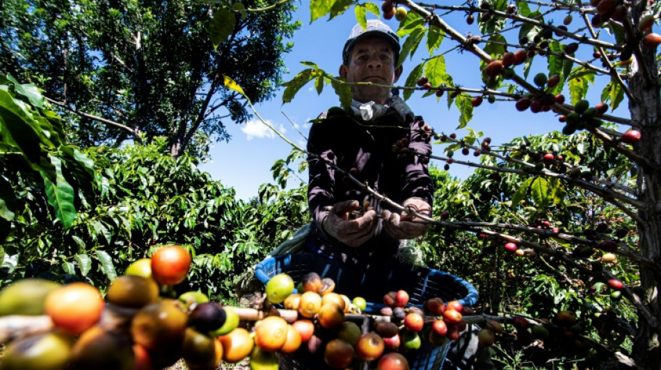 La migraci&oacute;n hacia EEUU golpea la cosecha de caf&eacute; en Centroam&eacute;rica