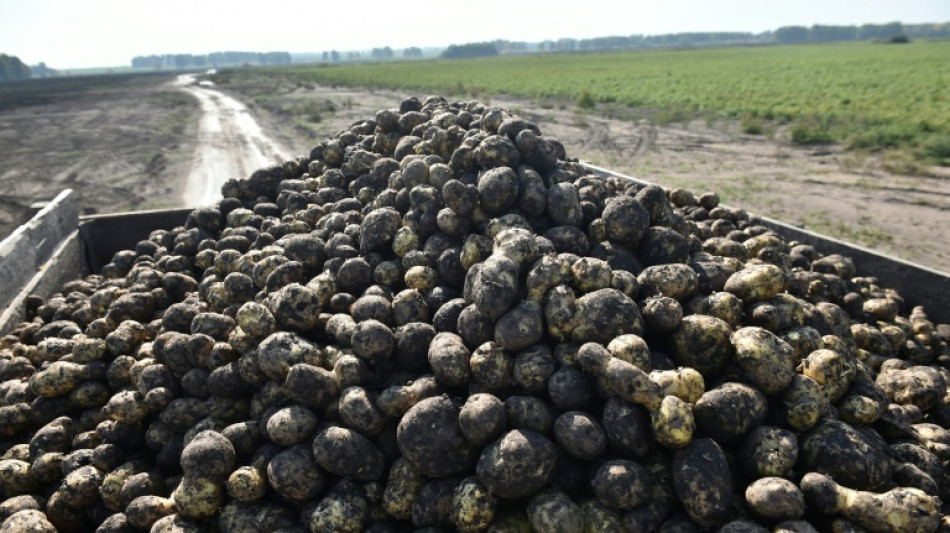 Erzeugerpreise f&uuml;r landwirtschaftliche Produkte sinken weiter