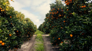 S.Africa to offer US new deal to avoid 30% tariff