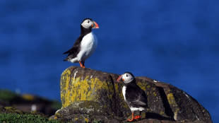 Over half of seabirds in UK and Ireland 'in decline': survey