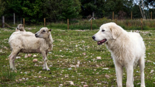 Cães são treinados para proteger ovelhas de águias na Escócia