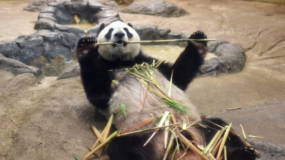 Tokios Zoo bringt alternde Pandas zur medizinischen Behandlung nach China zur&uuml;ck