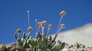 Flor rara e única ameaçada de extinção pela corrida do lítio nos EUA