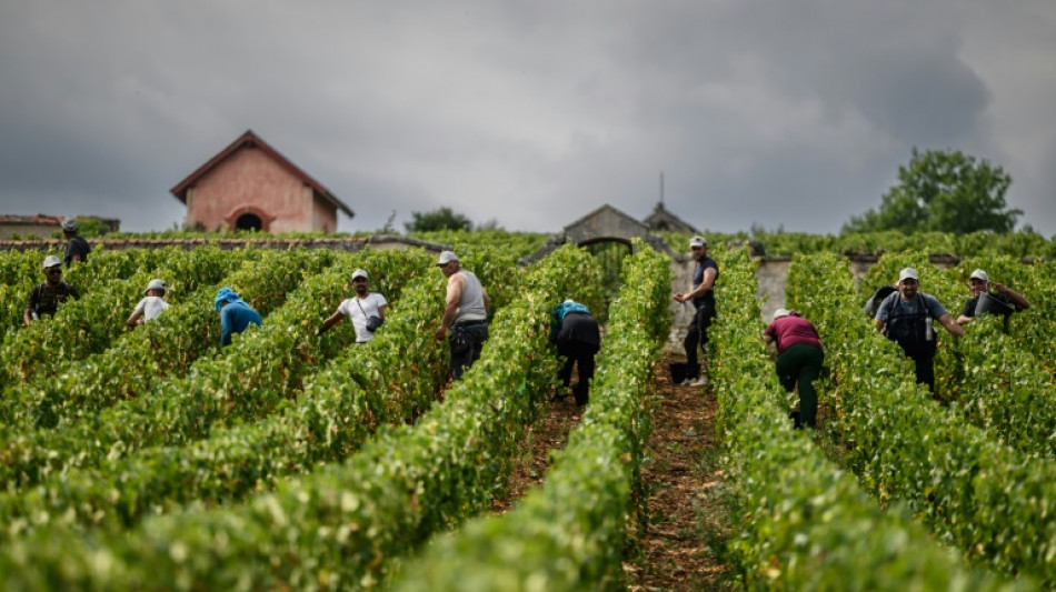 En Bourgogne, une for&ecirc;t pour prot&eacute;ger la vigne du r&eacute;chauffement