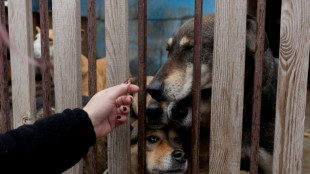 Drone russo atinge ref&uacute;gio de animais na Ucr&acirc;nia