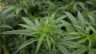 Cannabisplantage mit 1200 Pflanzen in leerstehendem Haus in Niedersachsen entdeckt