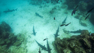 Las &aacute;reas marinas protegidas no est&aacute;n a salvo de la sobrepesca