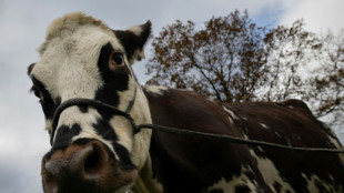 Industrieemissionen: EU-Einigung auf strengere Regeln - Rinderhaltung ausgenommen