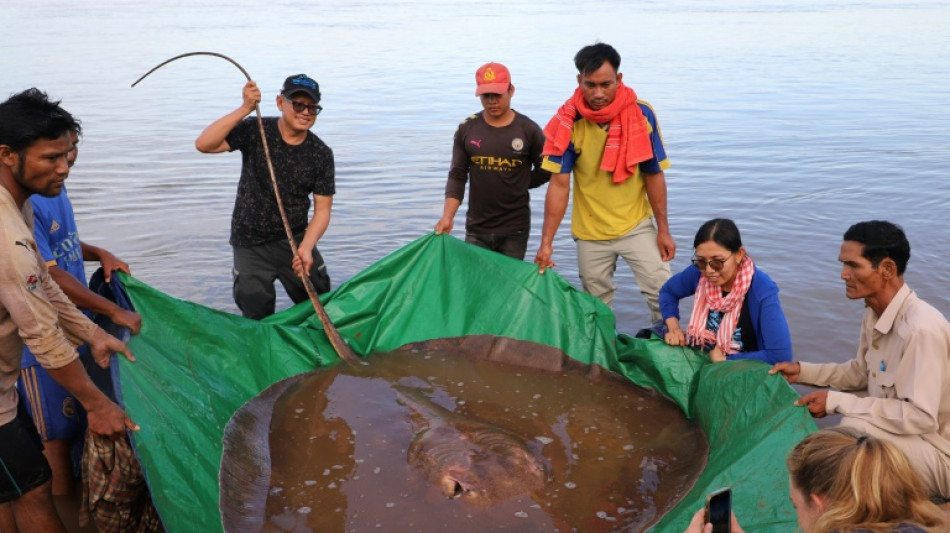 Cambodge: une raie de 4 mètres de long et de 180 kilos pêchée dans le Mékong 