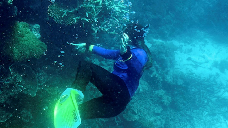 UN-Experten überprüfen Schutz für gefährdetes Great Barrier Reef in Australien