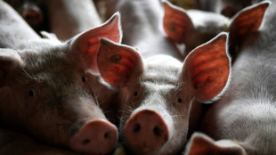 Schweinestall mit 1800 Tieren in Niedersachsen ausgebrannt