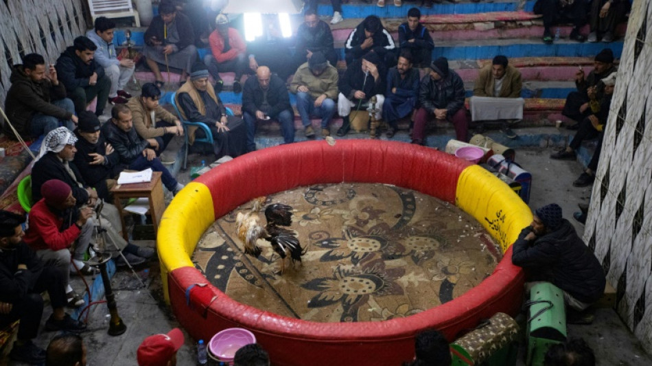 Dans le sud de l'Irak, des combats de coqs en vogue depuis des d&eacute;cennies