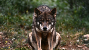 La caza del lobo, permitida de nuevo en el norte de Espa&ntilde;a