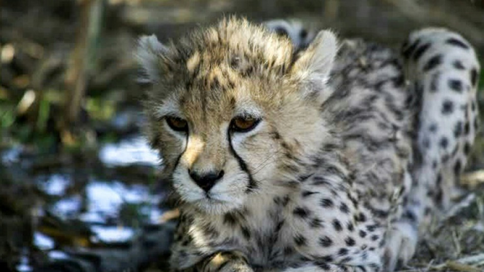 L'un des derniers gu&eacute;pards d'Asie est mort en Iran