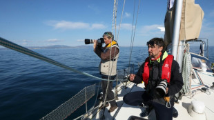 En M&eacute;diterran&eacute;e, dauphins et oiseaux &agrave; l'ombre des futures &eacute;oliennes g&eacute;antes