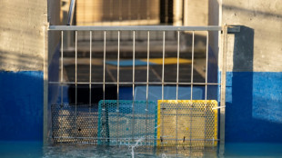 Una cl&iacute;nica en Sud&aacute;frica rehabilita a ping&uuml;inos amenazados