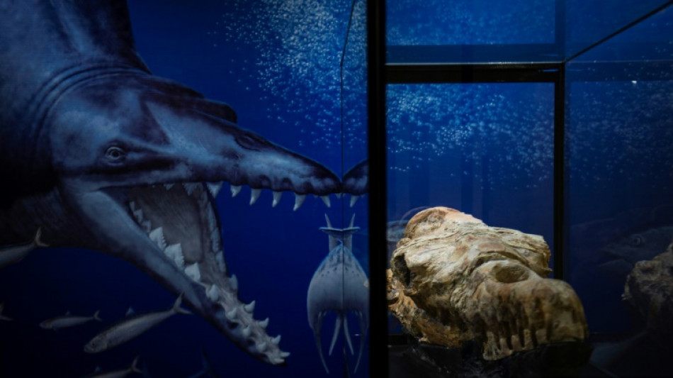 Identificados los restos de una ballena de hace 36 millones de años hallados en Perú 