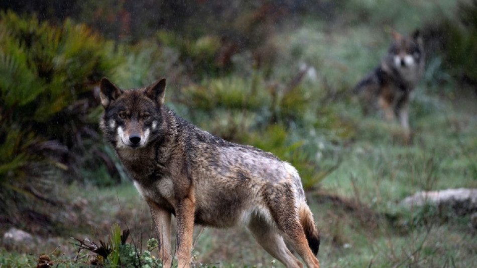 Los eurodiputados redujeron el estatuto de protección a los lobos