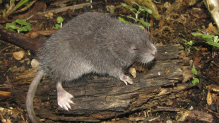 El descubrimiento de un roedor semiacu&aacute;tico en Machu Picchu sorprende a cient&iacute;ficos peruanos