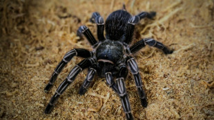 Hunderte Spinnen und Skorpione: Kölner Zoll staunt über Inhalt von Reisekoffer