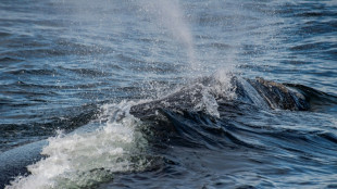 Trump restablece la pesca comercial en un &aacute;rea protegida del Atl&aacute;ntico