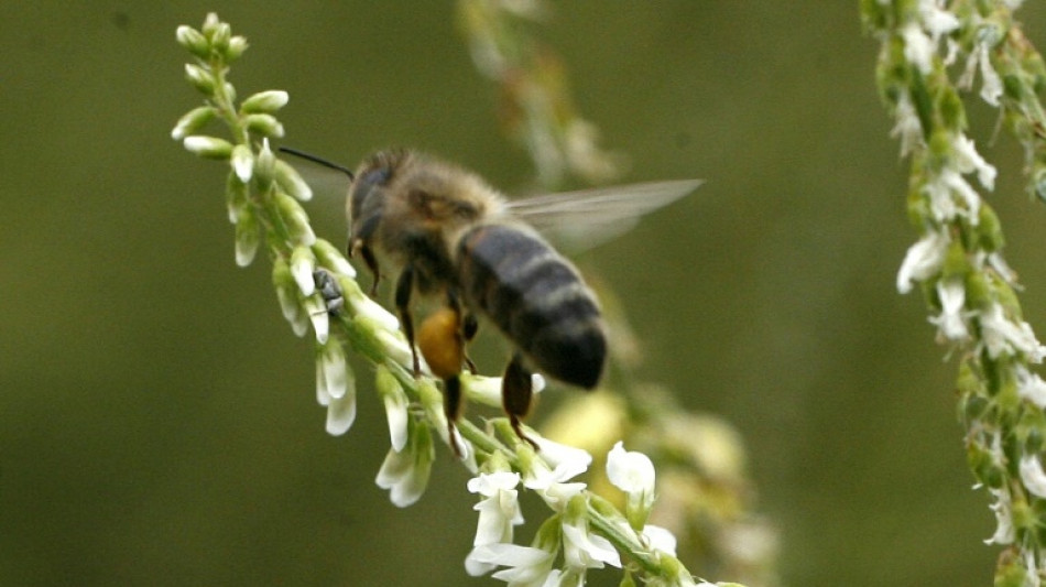 COP16: les chiffres cl&eacute;s sur l'&eacute;tat alarmant de la nature dans le monde