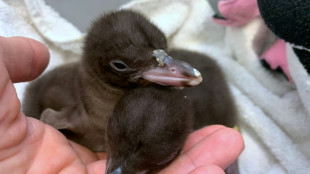 Nueva Zelanda investiga una misteriosa enfermedad mortal de sus pingüinos