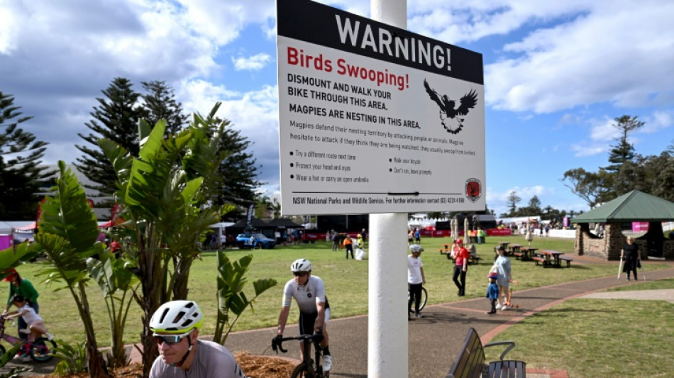 Cyclists on alert for swooping magpies at world titles