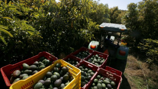 Acuerdo en M&eacute;xico para brindar seguridad a inspectores de aguacate de EEUU 