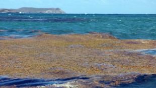 En Martinique, la proximit&eacute; des sargasses fait peser un risque pour les femmes enceintes 