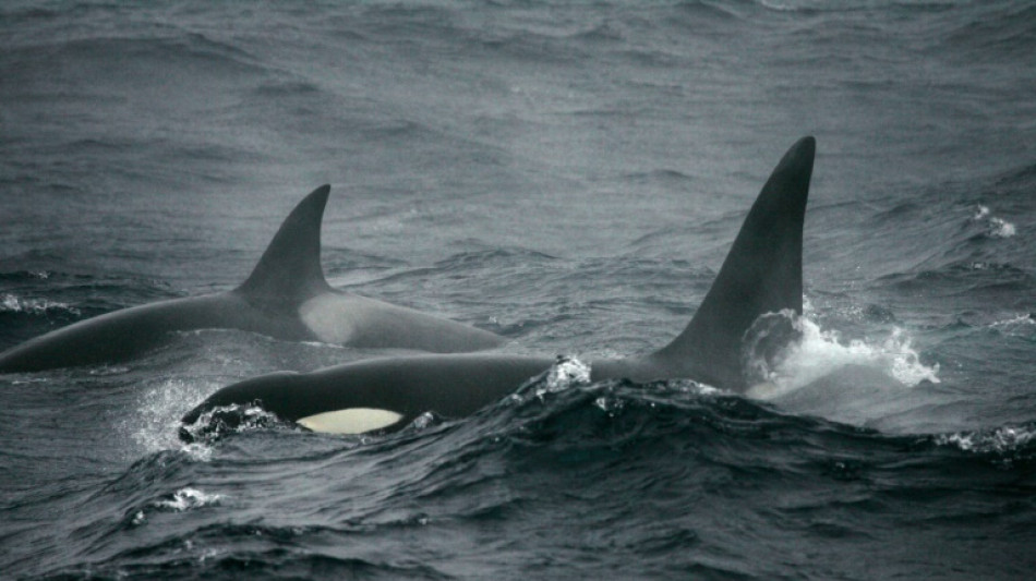 Des orques se mettent &agrave; la p&ecirc;che aux poissons... des p&ecirc;cheurs  