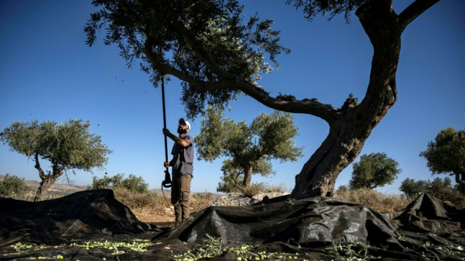 En Cisjordanie occup&eacute;e, les colons menacent la r&eacute;colte des olives