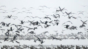 Una donna &egrave; morta di peste in Siberia, 200 persone in quarantena