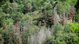 France: une large part des for&ecirc;ts de montagne et de Corse menac&eacute;es par le changement climatique (UICN)