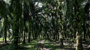 Vast concessions threaten Malaysia's forest: report