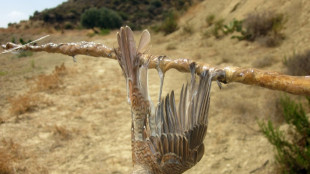 Hausse "inquiétante" de la chasse illégale d'oiseaux à Chypre, selon une ONG