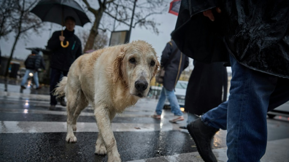 Mutilation ban and microchips: EU lawmakers vote on cat and dog welfare