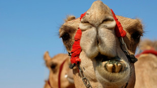 Vier Kamele büxen in Baden-Württemberg nachts aus Zirkus aus