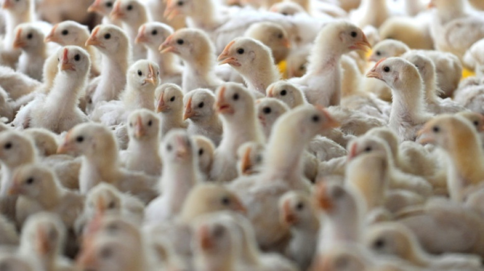 5000 Hühner in brennendem Tiertransporter in Niedersachsen verendet