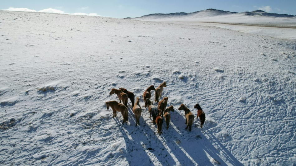 En la estepa de Mongolia, el cambio clim&aacute;tico lleva al l&iacute;mite a los pastores