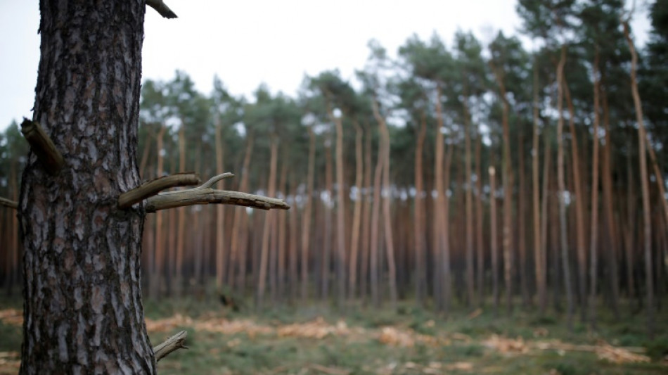 Urteil in Brandenburg: Geschützte Bäume nicht zugunsten von Solaranlage fällen