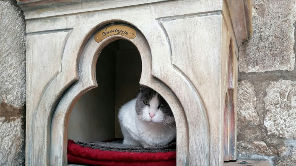 Chat ne passe pas: pol&eacute;mique &agrave; Dubrovnik sur le sort d'un f&eacute;lin des rues