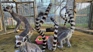 Tha&iuml;lande: op&eacute;ration hors normes pour rapatrier &agrave; Madagascar environ 1.000 l&eacute;muriens et tortues saisis