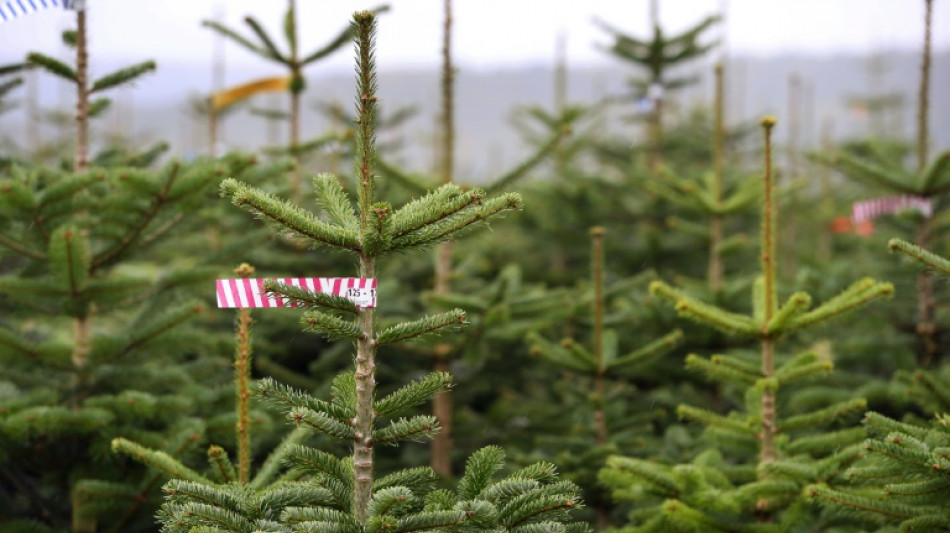 Mehr als 70 Weihnachtsbäume in nordrhein-westfälischem Moers gestohlen