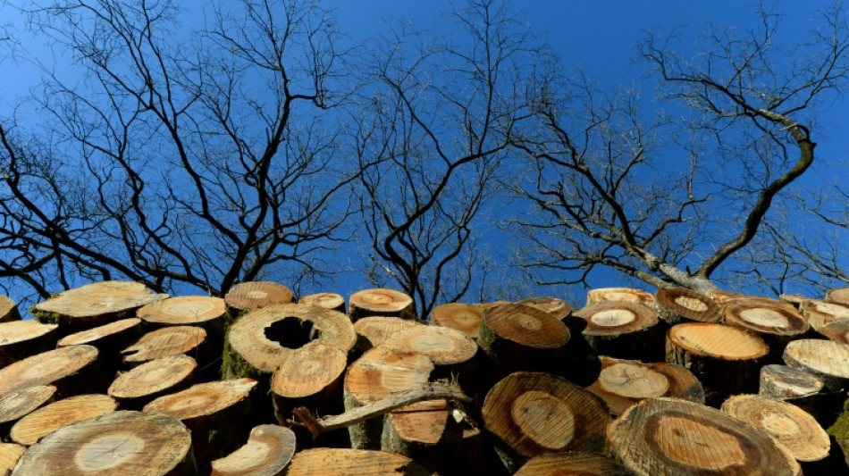Mehrere Bundesländer verzeichnen Anstieg beim Holzdiebstahl