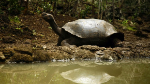 Un estudio de ADN revela que hay una nueva especie de tortuga gigante en Galápagos