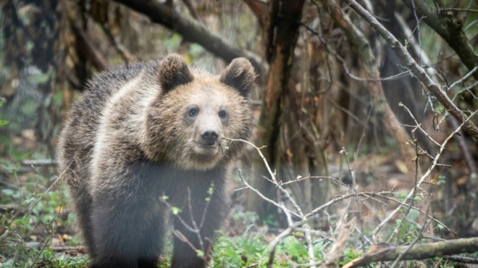 En Roumanie, un sanctuaire des ours confront&eacute; au retour de la chasse