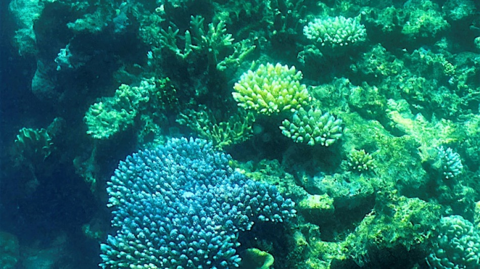 Australie: recours contre un projet gazier au nom de la Grande barrière de corail